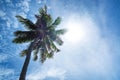 Coconut tree on the sky with sun lens flare effects Royalty Free Stock Photo