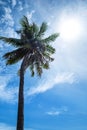 Coconut tree on the sky with sun lens flare effects Royalty Free Stock Photo