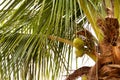A coconut tree with some green coconuts growing.