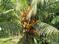 The coconut palm and its coconuts on the island of Martinique