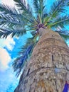 Coconut tree in sri lanka Royalty Free Stock Photo