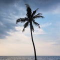 Coconut tree standing at beach against storm clouds Royalty Free Stock Photo