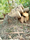 Coconut tree stump and pieces of coconut trunk, yellow bamboo tree background