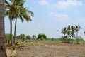 Coconut tree with sugarcan field