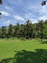 coconut tree in summer