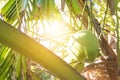 Coconut tree on summer in thailand. Royalty Free Stock Photo