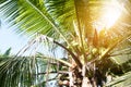 Coconut tree on summer in thailand. Royalty Free Stock Photo