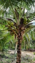 Coconut Tree in Sungailiat