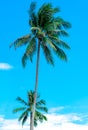 Coconut tree on sunny blue sky and white clouds. Summer and paradise beach concept. Tropical coconut palm tree. Summer vacation Royalty Free Stock Photo