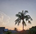 Coconut tree, sunset, blue sky, and clouds Royalty Free Stock Photo