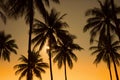 coconut tree during sunset Royalty Free Stock Photo