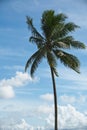 Coconut tree swaying from being blown by wind, against blue sky and clouds. Royalty Free Stock Photo