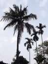 Coconat fruts tree in Assam.