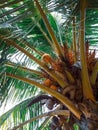 coconut palm tree in tropical land