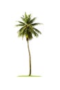 Single coconut tree isolated on white background.