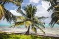 Coconut Tree on Tropical Island