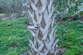 Coconut Tree Trunk at Beach