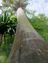 the coconut tree trunk 1 Royalty Free Stock Photo
