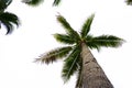Coconut tree trunk and palm leaves beautiful on the beach in summer Royalty Free Stock Photo