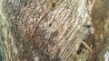 Coconut tree trunk texture. Brown, wet and close up. Royalty Free Stock Photo