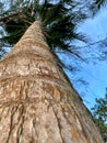 Coconut trees tower high on the beach Royalty Free Stock Photo