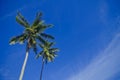 Coconut tree Royalty Free Stock Photo
