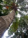 Coconut tree upside view in the garden. Royalty Free Stock Photo