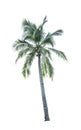 Coconut tree used for advertising decorative architecture. Summer and beach concept Royalty Free Stock Photo