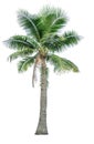 Coconut tree used for advertising decorative architecture. Summer and beach concept Royalty Free Stock Photo