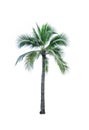 Coconut tree used for advertising decorative architecture. Summer and beach concept Royalty Free Stock Photo