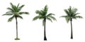 Coconut tree used for advertising decorative architecture. Summer and beach concept Royalty Free Stock Photo