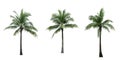 Coconut tree used for advertising decorative architecture. Summer and beach concept Royalty Free Stock Photo