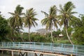 Coconut tree in the village