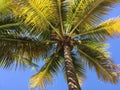 Coconut Tree in Vinhedo Royalty Free Stock Photo