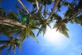 Coconut trees Royalty Free Stock Photo