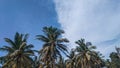 Coconut trees accompanied by a clear blue sky Royalty Free Stock Photo