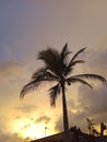 Coconut trees in the afternoon. A beautiful sunset sky with clouds shimmering in the calm afternoon sun. Royalty Free Stock Photo