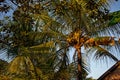 Coconut trees in the afternoon in a simple village.