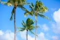 Coconut trees against beautiful blue skies. tropical setting. Royalty Free Stock Photo