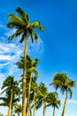 Coconut Trees against blue cloudy sky at Siloso Beach, Sentosa Island, Singapore. Royalty Free Stock Photo