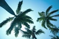 coconut trees against blue sky Royalty Free Stock Photo