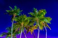 Coconut Trees against blue sky at Siloso Beach, Sentosa Island, Singapore. Royalty Free Stock Photo