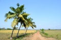 Coconut trees in agriculture field Royalty Free Stock Photo