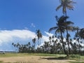 Coconut Trees Along The Manzanilla Beach, Trinidad and Tobago Royalty Free Stock Photo