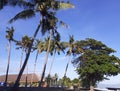 Coconut trees along the sea shore