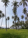 Coconut trees amidst rice field on Mindoro, Philippines