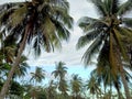 Coconut Trees at Asmara Beach