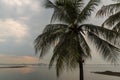 Coconut trees at Bangsean sea