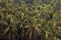 Coconut trees near bhandarpule beach ratnagiri Royalty Free Stock Photo