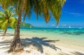 Coconut trees in a beach in Moorea Royalty Free Stock Photo